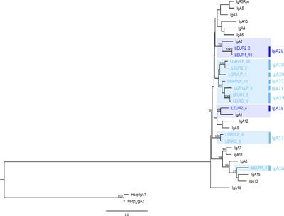 The IgA of hares (Lepus sp.) and rabbit confirms that the leporids IgA explosion is old and reveals a new case of trans-species polymorphism